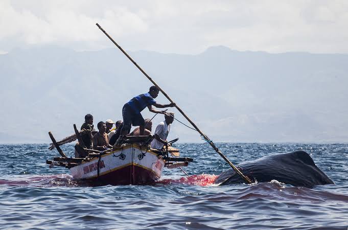 World's oldest whale harpoons discovered in Brazil | Science | AAAS
