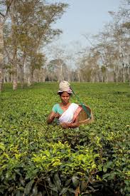 This discussion about how to plant a teabag garden has been sponsored. The Growth Of Tea