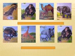 Животные жарких стран. "животные жарких стран"