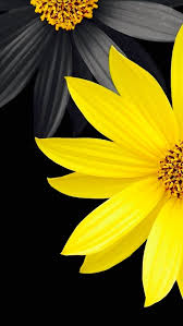 Black And Yellow Flowers Pin By Melina Lopez On Wallpaper Yellow Wallpaper Yellow Flower Wallpaper Yellow Flowers