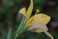 Image result for Menodora heterophylla