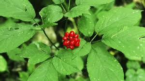 That location has proven its ability to grow ginseng and would make a great seed bed. A Plan To Save Appalachia S Wild Ginseng Wired