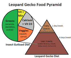 Learn About Leopard Gecko Nutrition With The Leopard Gecko