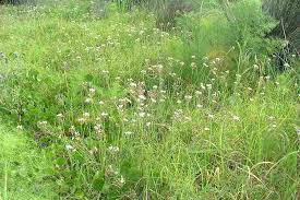 Image result for Nothoscordum borbonicum