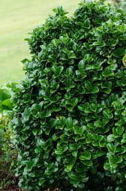 Image result for Lythrum rotundifolium