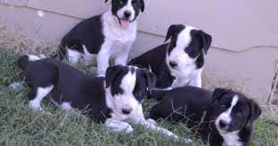 Hanging Tree X Border Collie Pups Shetland Sheepdog Blue Merle Border Collie Puppies Shetland Sheepdog