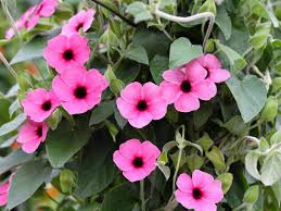 Image result for Thunbergia annua