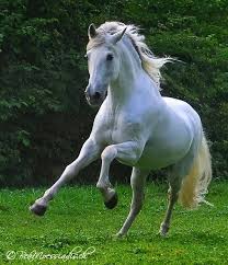 Oct 31, 2018 · the white arabian horse hangs out on the western bank of the lake. Beauty In Motion Beautiful Arabian Horses Cute Horses White Horses