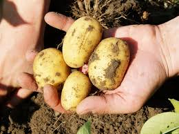 Wann du die kartoffeln ernten kannst, entscheidet die wahl deiner saatkartoffeln. Kartoffeln Anbauen Der Tausendsassa Im Garten