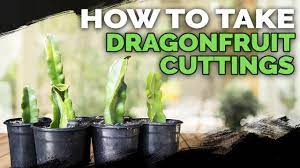 Dragon fruit (pitaya) are fruiting cactus and are gaining momentum as a delicacy in australia. How To Take Dragonfruit Cuttings Youtube