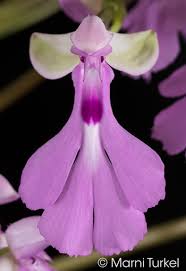 Image result for Cynorkis debilis