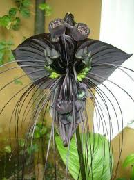 Black Bat Flowers Kreatif