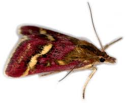 Image result for Pyrausta ostrinalis