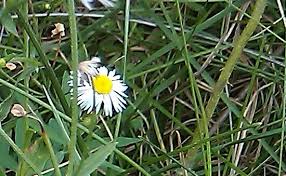 Image result for Aster chimanimaniensis