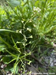 Image result for Capsella