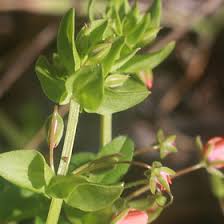 Image result for Myrsinaceae