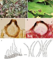 Image result for Conyza limosa