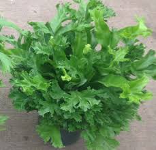 Image result for Asplenium angolense
