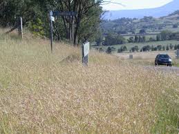 Image result for Hyparrhenia quarrei