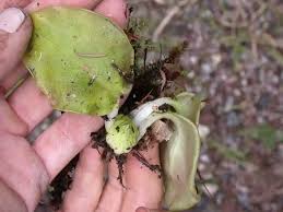 Image result for Pteronia acuminata