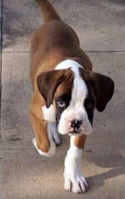 Pictures Of Boxer Dog Breed Boxer Dogs Boxer Puppies Boxer Dog Breed