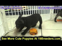 Maybe you would like to learn more about one of these? French Bulldog Puppies For Sale In Toronto Canada Cities Montreal Vancouver Calgary We Like Dogs