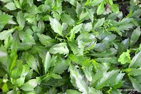 Kalimeris Indica Also Known As Indian Aster Or Indian Kalimeris Is A Flowering Herbaceous Perennial Plant Of T Herbaceous Perennials Edible Wild Plants Herbs