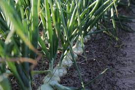How to grow vidalia onions step 1. Vidalia Onions Are Back Garden Gun