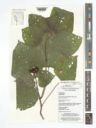 Image result for Nesogenaceae