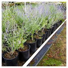 Image result for Perovskia atriplicifolia 'blue spire'