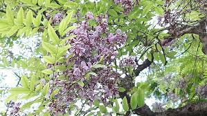 Image result for Millettia stuhlmannii