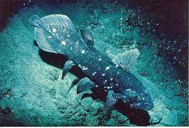Jun 17, 2021 · the coelacanth was thought to have a life span of around 20 years, but new estimates suggest it is a centenarian of the ocean, alongside sharks. Successful Paternity Test In Coelacanths Geomar Helmholtz Zentrum Fur Ozeanforschung Kiel