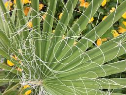 Nei libri gialli si svela nell'ultima pagina; Palma Nana Chamaerops Coltivazione