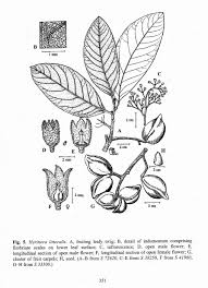 Image result for Heritiera