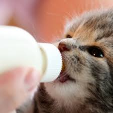 Masak, teruskan kocok selama 2 menit. 5 Pilihan Susu Untuk Bayi Kucing Dan Cara Memberikannya Pintarpet