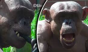Maybe you would like to learn more about one of these? Britain S Hairless Chimp At Twycross Zoo Filmed Head Over Heels With Zoo Monkey Nature News Express Co Uk