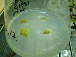 Image result for ‫کشت بافت‬‎