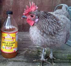 The Holistic Trinity Apple Cider Vinegar Garlic And Diatomaceous Earth Pet Chickens