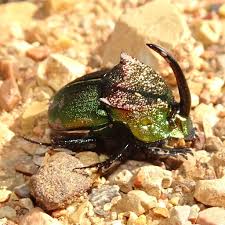 Phanaeus vindex, the rainbow scarab or rainbow scarab beetle is a north american dung beetle, with a range from the eastern us to the rocky mountains. Rainbow Scarab Phanaeus Vindex Inaturalist Ca