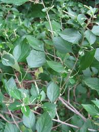 Image result for Acalypha fruticosa