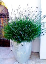 Learn why air pruning with air pruning pots and grow bags creates the perfect scenario for the most massive root system possible. How To Plant Lavender In Pots Joy Us Garden
