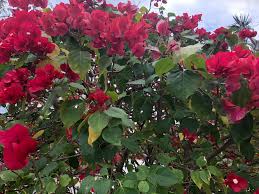 Patricia Limbach (@LimbachPatrici1)