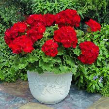 Deep Red Americana Geranium Container Gardening Flowers Plants For Planters Geraniums