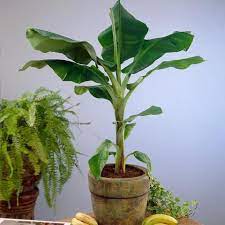 Types of dwarf bananas dwarf selections are the best bets for most home gardens. A Guide To Dwarf Cavendish Banana Trees This Old House