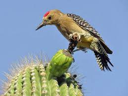 Gilaspecht englisch | gilaspecht translation. Gilaspecht Ebird