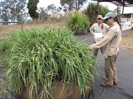 Image result for Urochloa brizantha