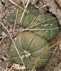 Image result for Thesium asterias