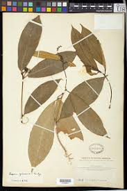 Image result for Excoecaria bussei