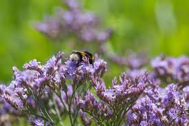 Image result for Limonium vulgare