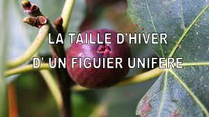 La Taille D Un Jeune Figuier Unifere Janvier 2019 Youtube Figuier Arbre Fruitier Taille Arbre Fruitier